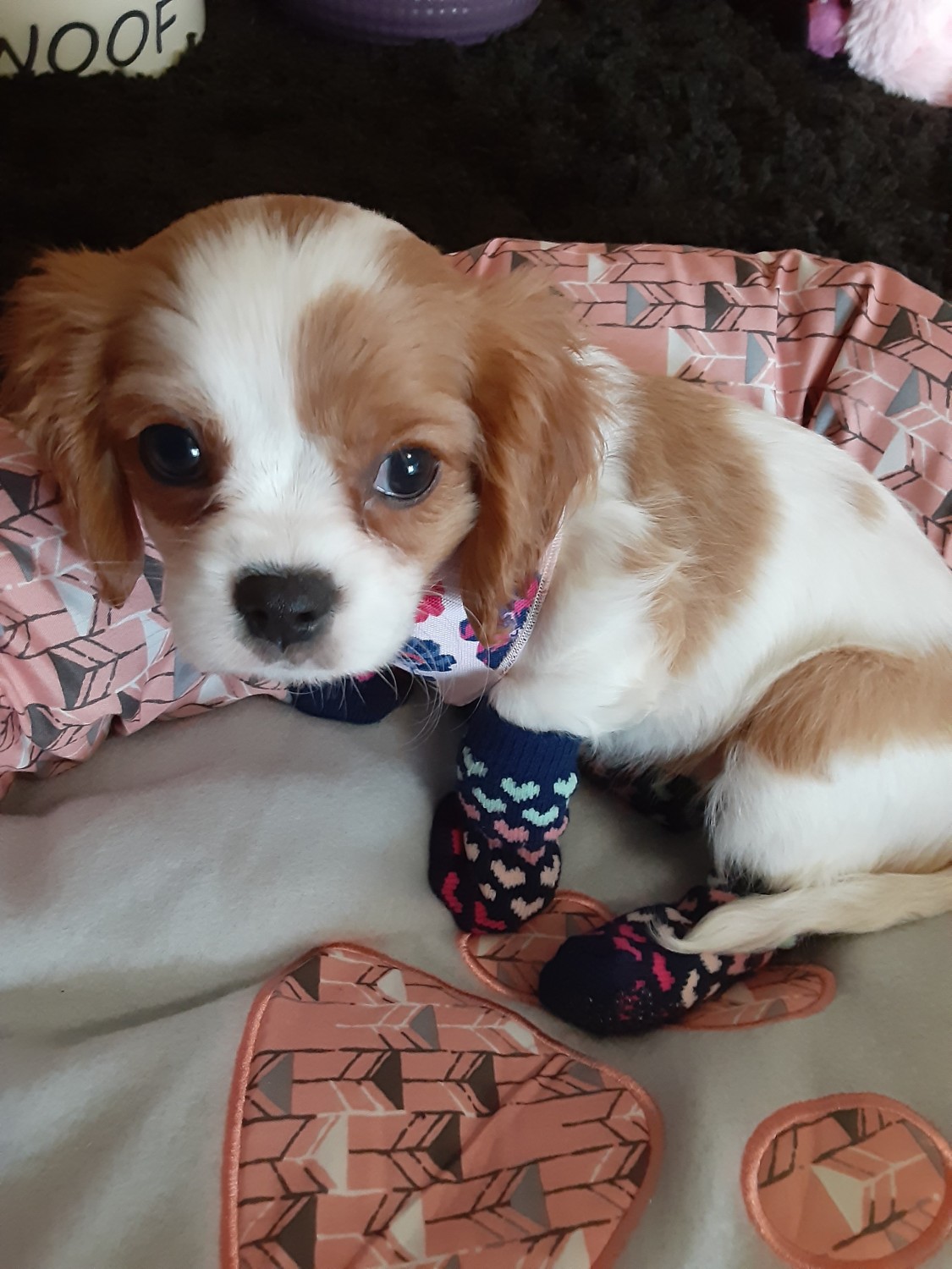 Cavalier King Charles Spaniel Puppies For Sale East