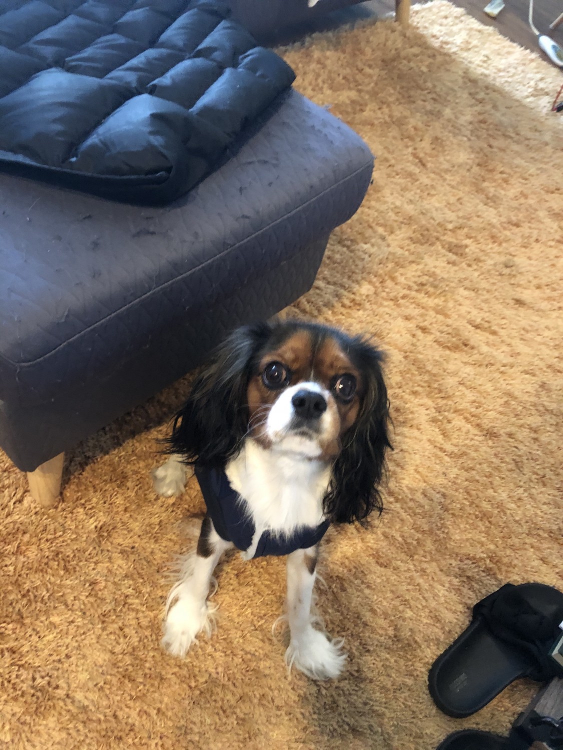 Cavalier King Charles Spaniel Puppies For Sale Chicago