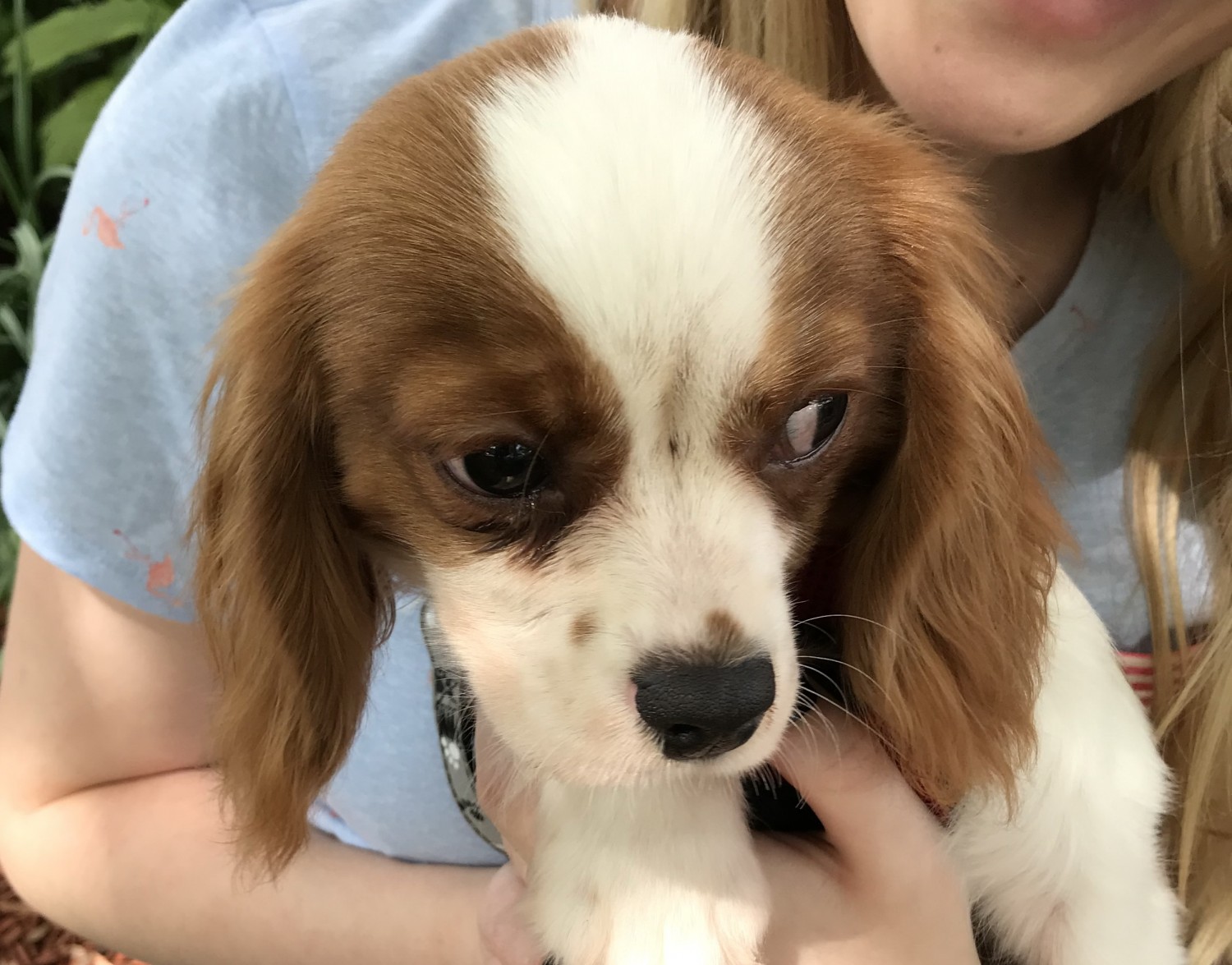 Cavalier King Charles Spaniel Puppies For Sale Clifton