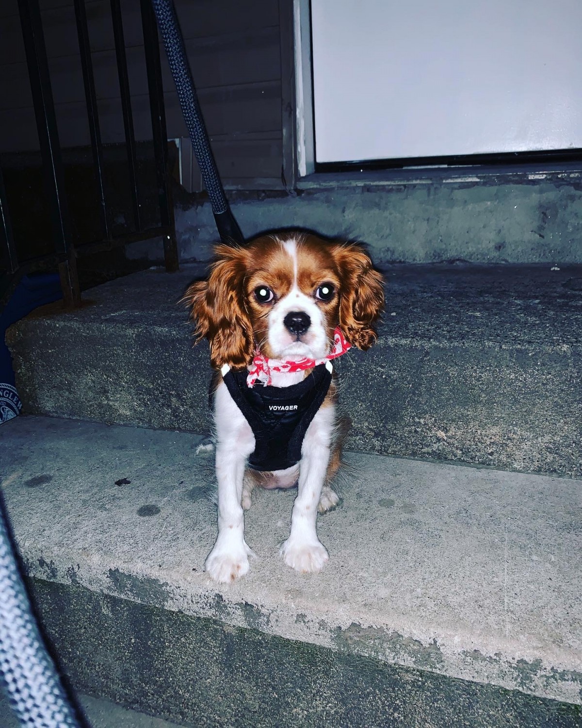 Cavalier King Charles Spaniel Puppies For Sale Englewood