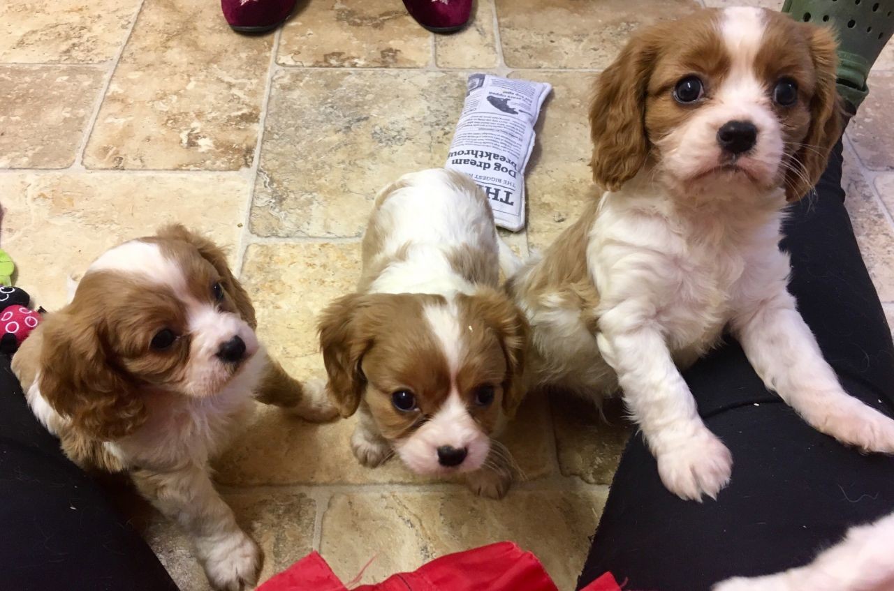 Cavalier King Charles Spaniel Puppies For Sale Texarkana