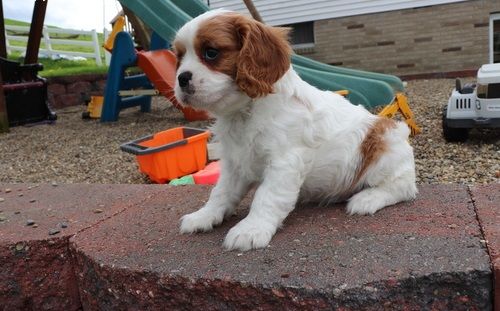 Cavalier King Charles Spaniel Puppies For Sale Orlando