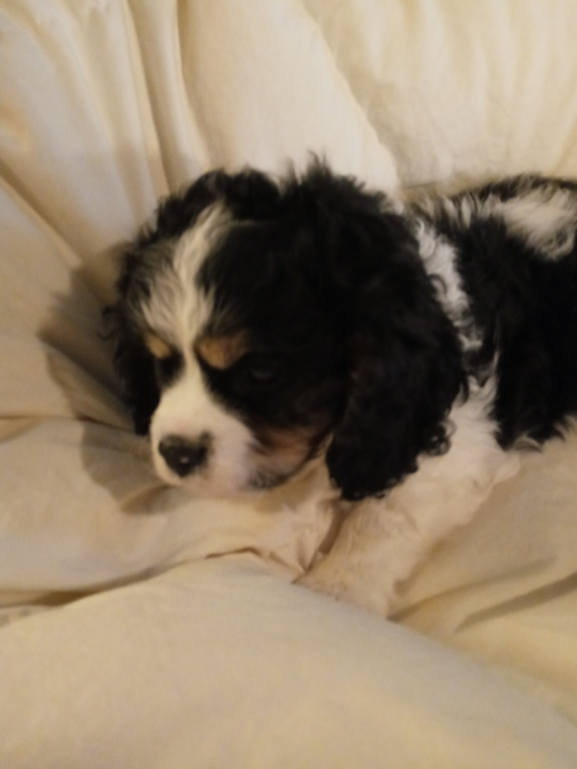 Cavalier King Charles Spaniel Puppies For Sale Rochester