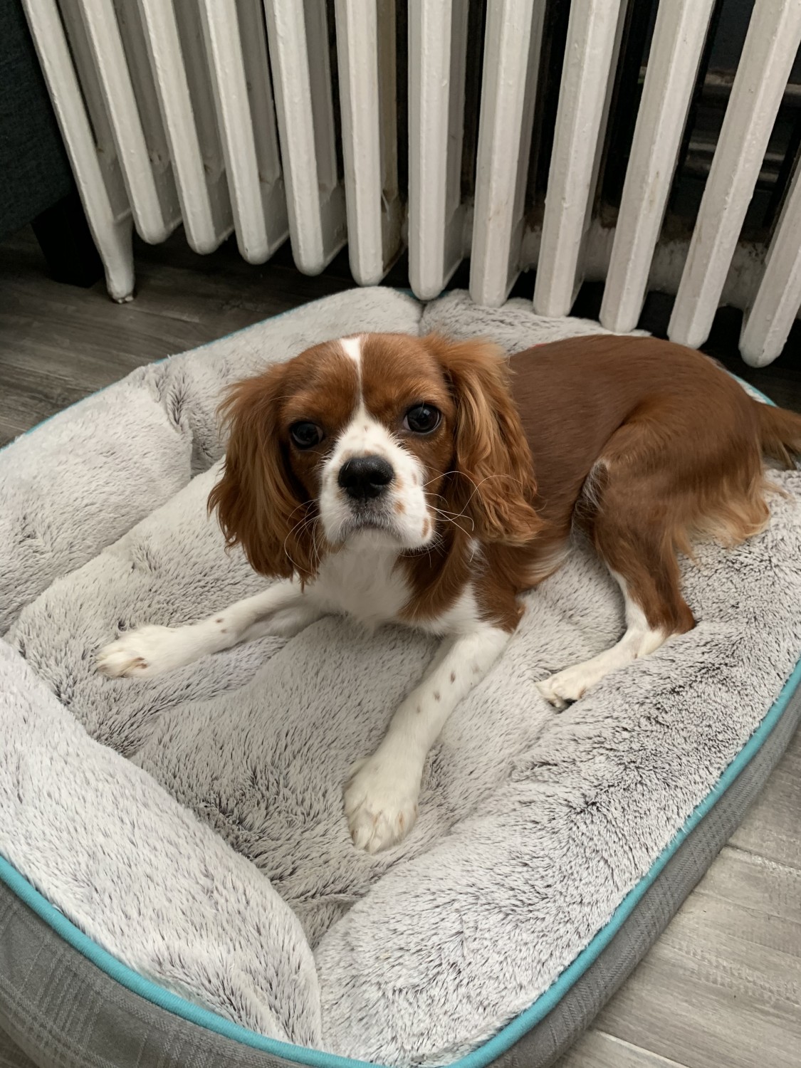 Cavalier King Charles Spaniel Puppies For Sale Englewood