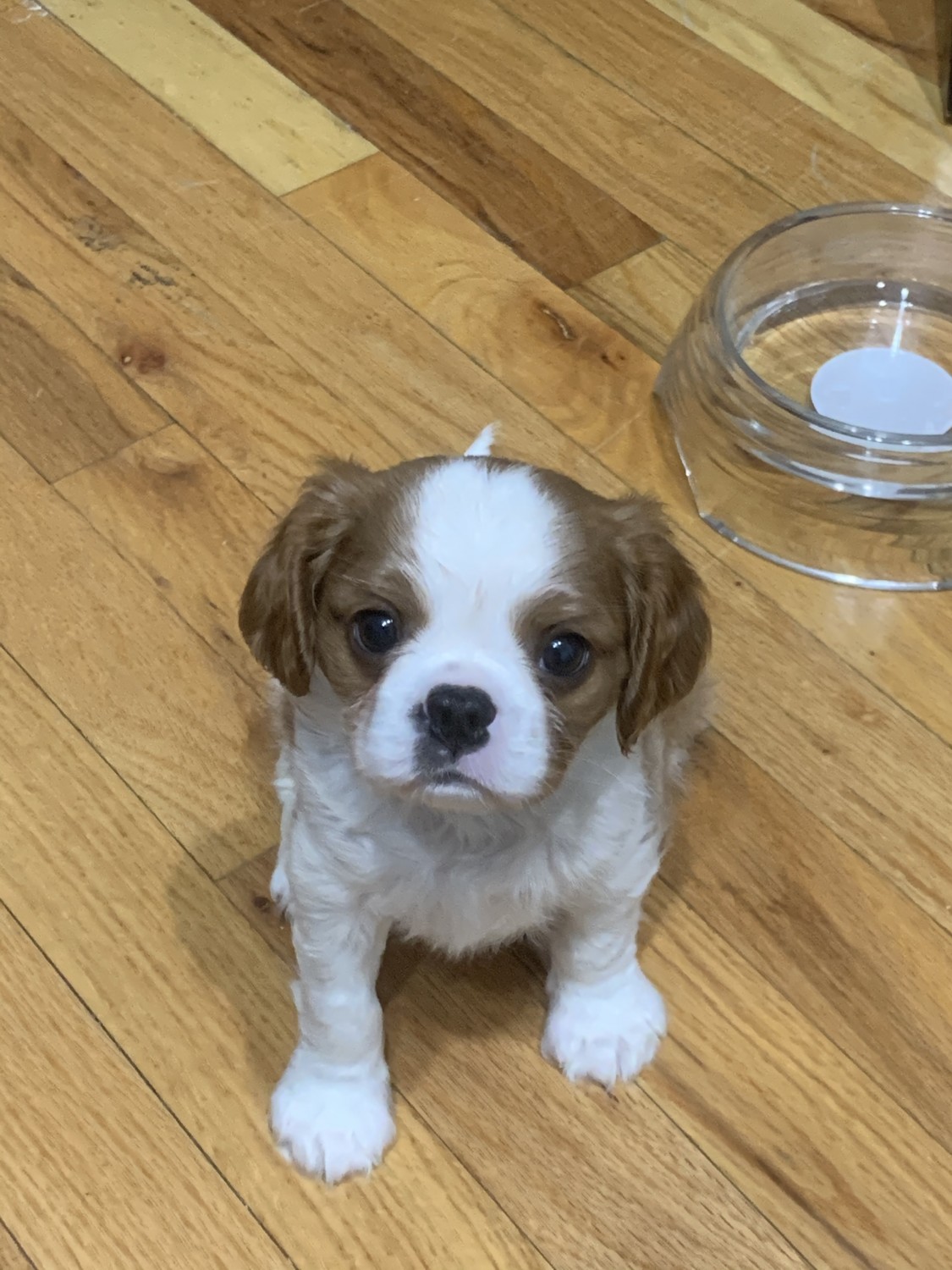 Cavalier King Charles Spaniel Puppies For Sale Jamaica