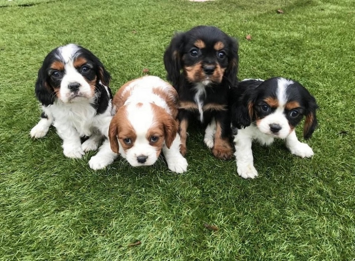 Cavalier King Charles Spaniel Puppies Facts Health