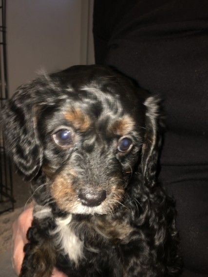 Cavapoo Puppies For Sale | Jersey City, NJ #194363