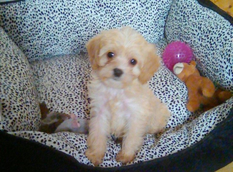 Cavapoo Puppies For Sale | Bloomfield, NJ #196003