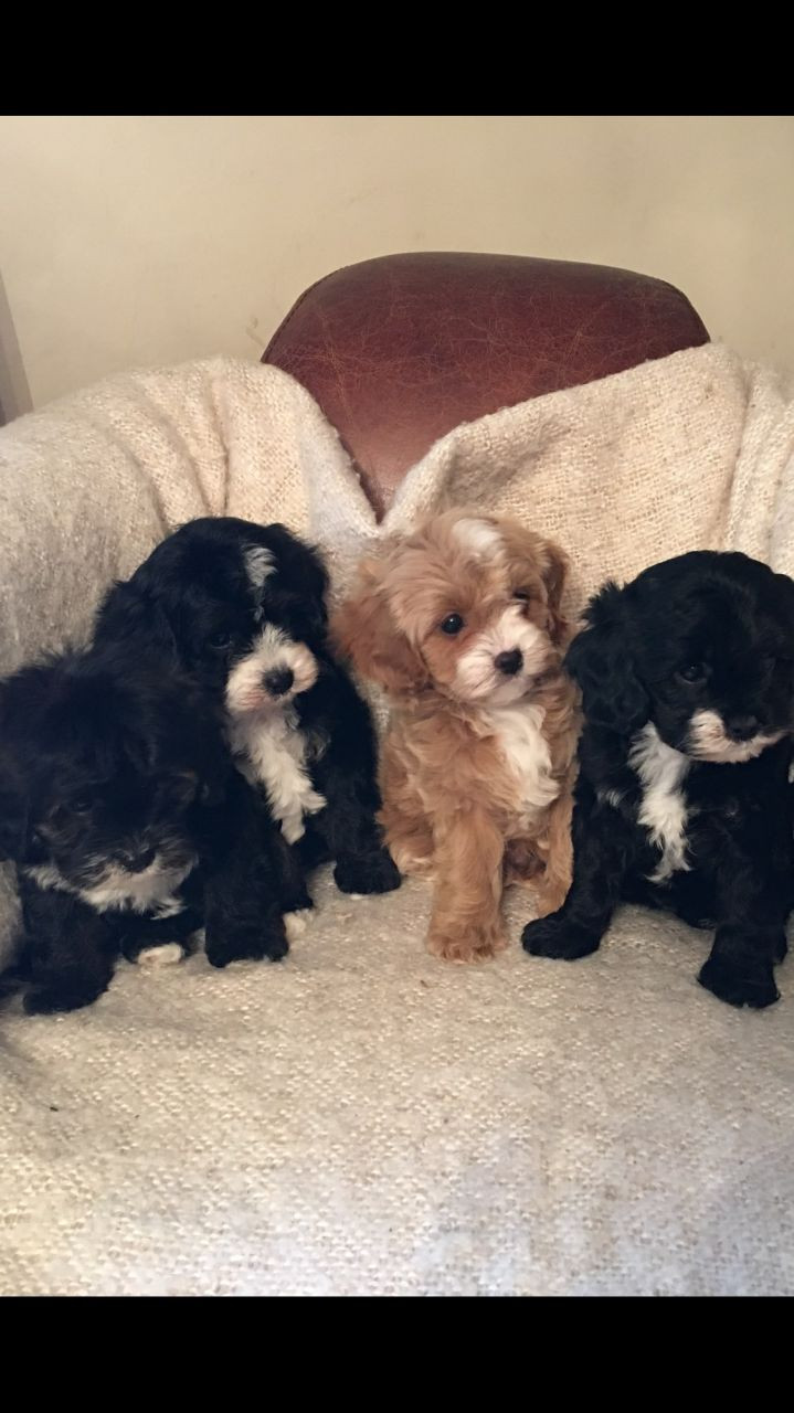 Cavapoo Puppies For Sale Bountiful, UT 199440 Petzlover