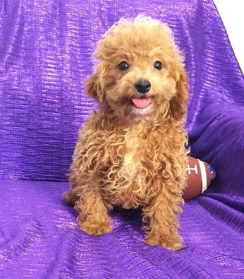 cavapoo akc