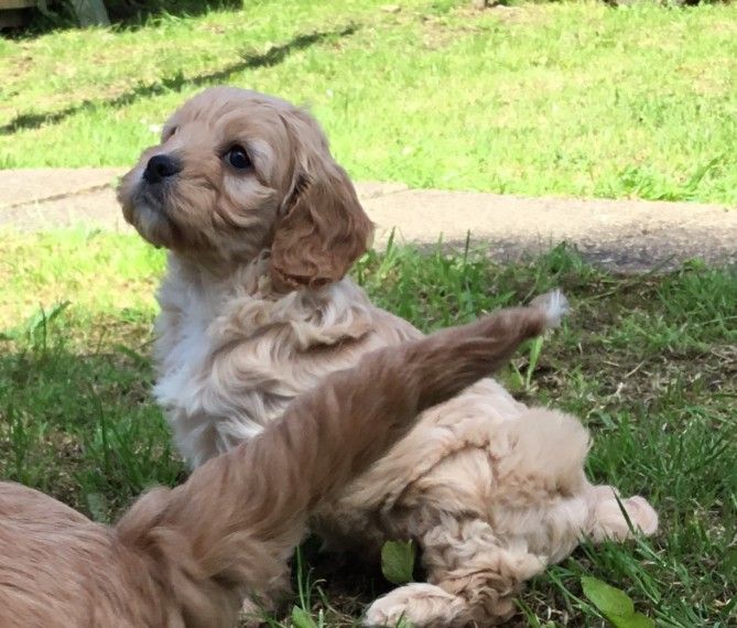 Cavapoo Puppies For Sale Charleston, SC 278344