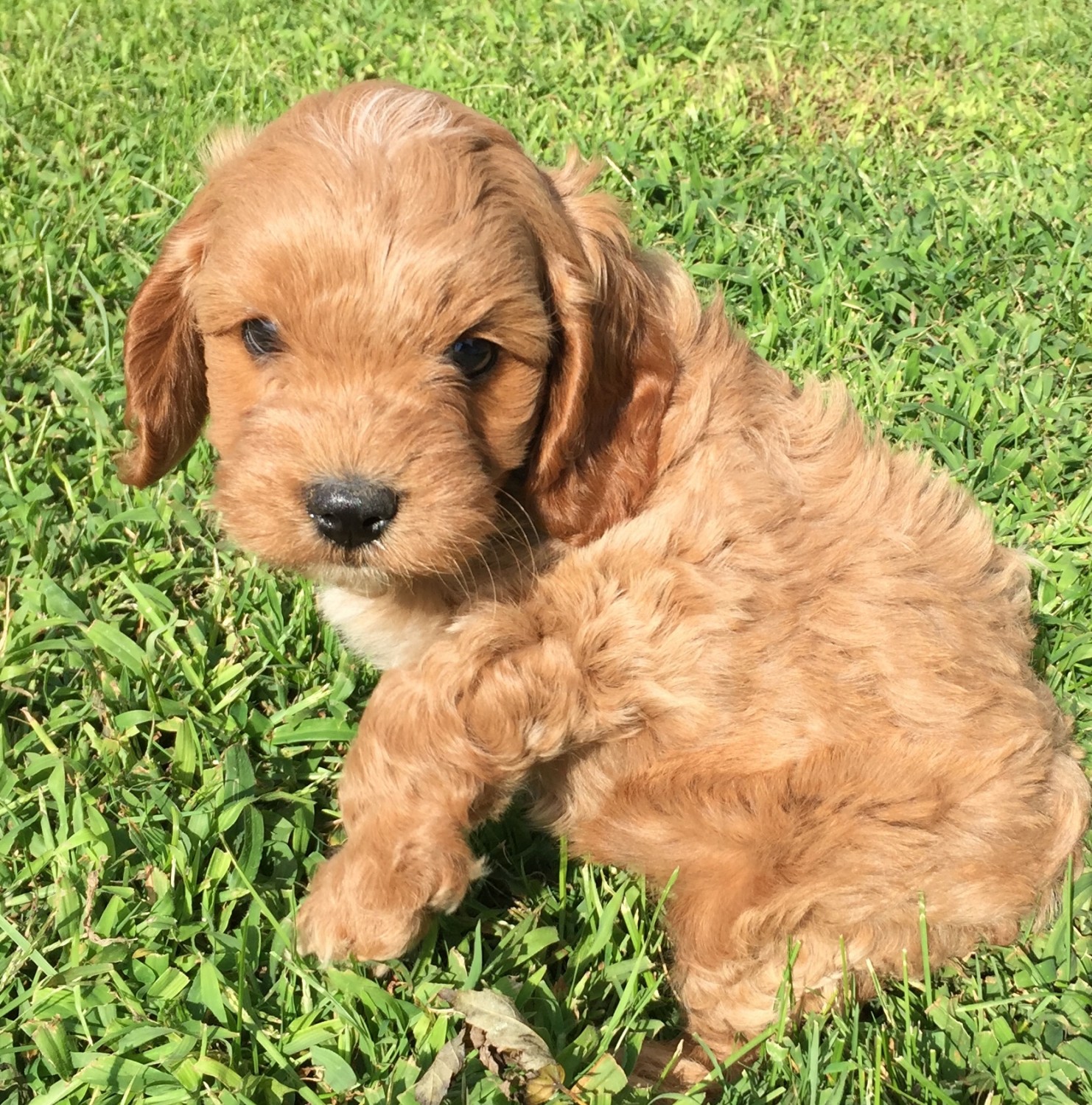 Cavapoo Puppies For Sale | North Dakota