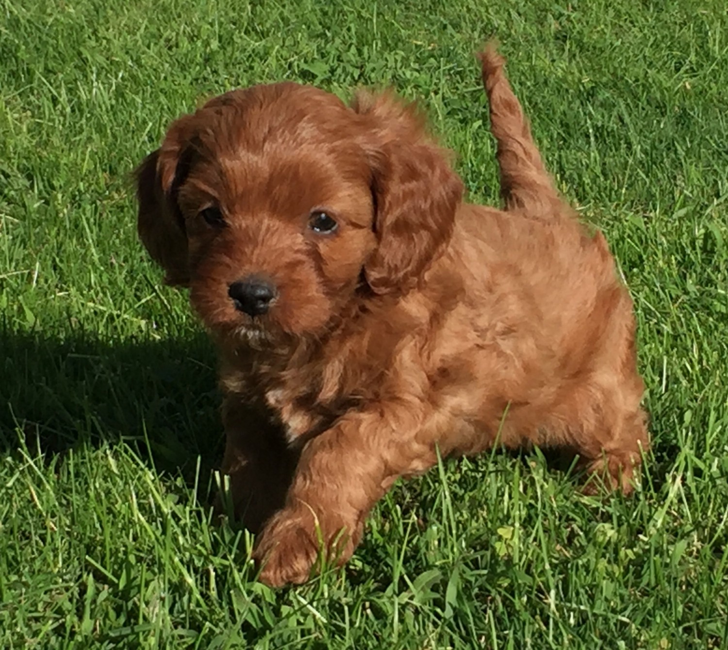 Cavapoo Puppies For Sale New Holland, PA 309601