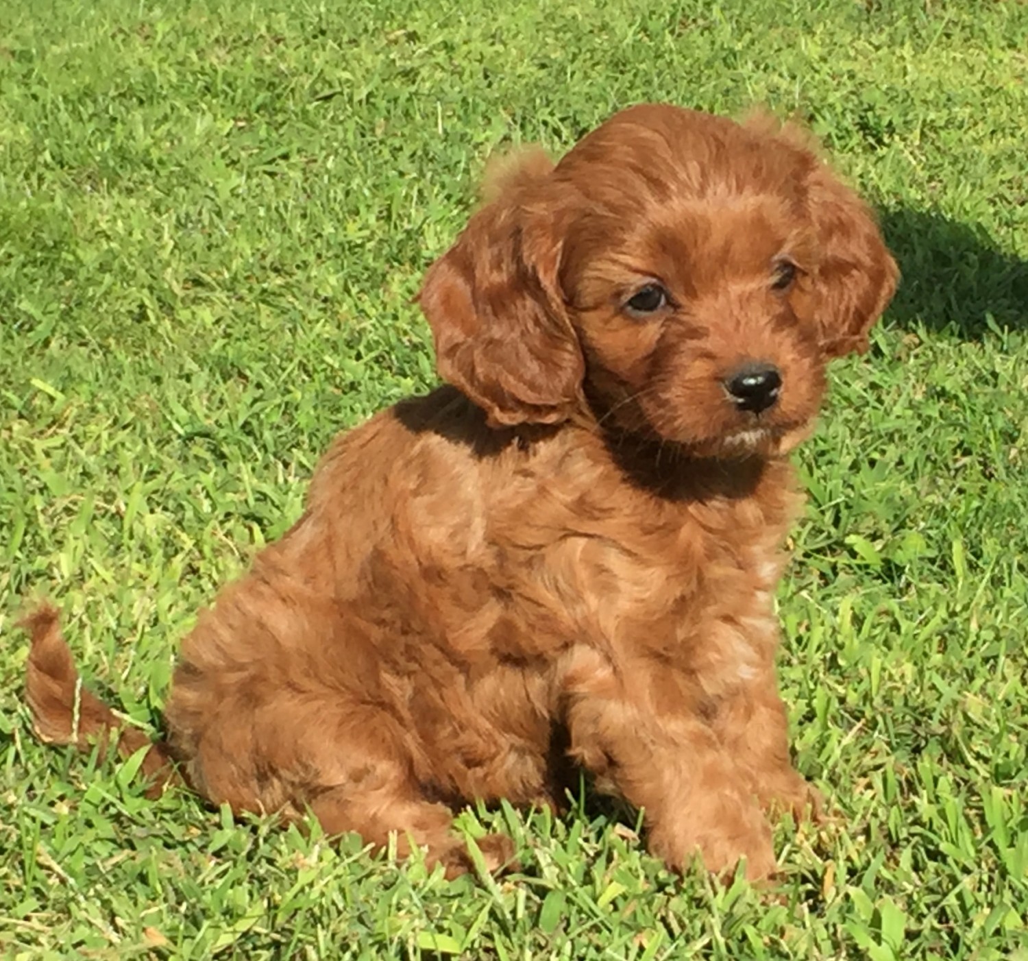Cavapoo Puppies For Sale New Holland, PA 309602