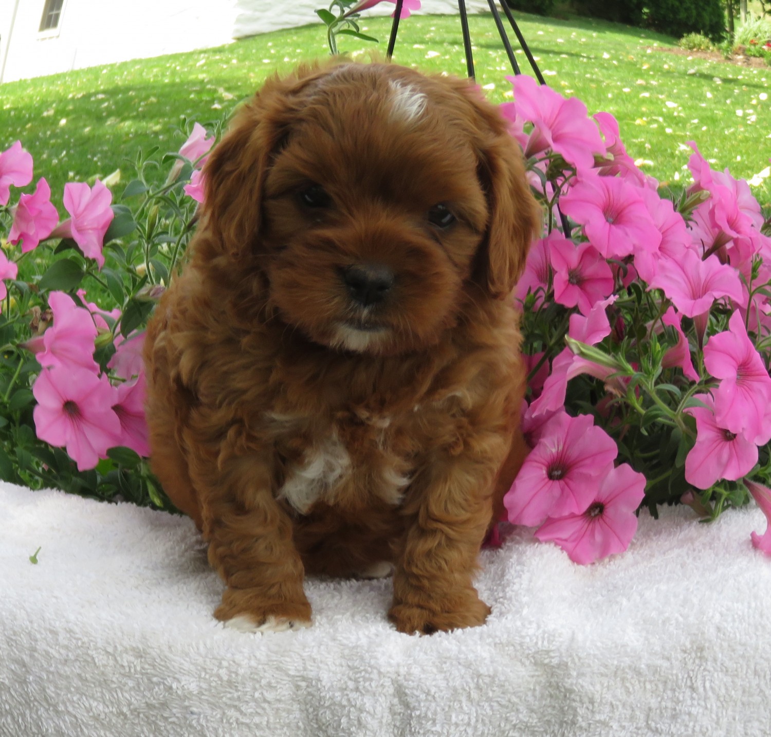 Cavapoo Puppies For Sale New Providence, PA 331368