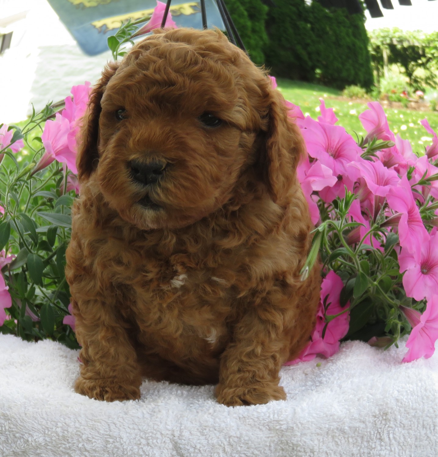 Cavapoo Puppies For Sale New Providence, PA 331368