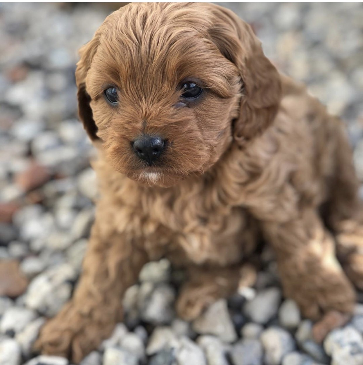 Cavapoo Puppies For Sale | New York, NY #337064 | Petzlover