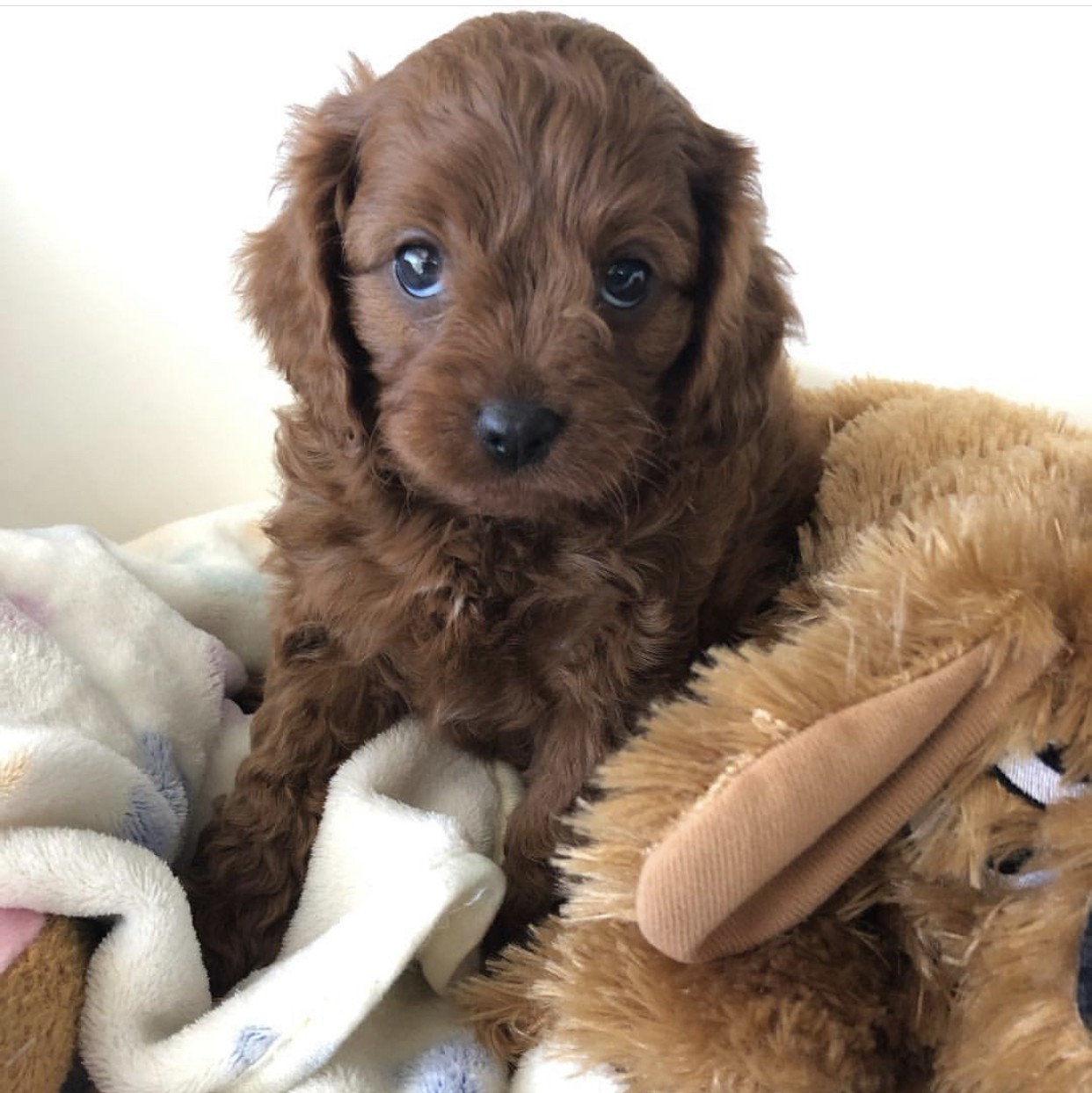 Cavapoo Puppies For Sale New York, NY 337069 Petzlover