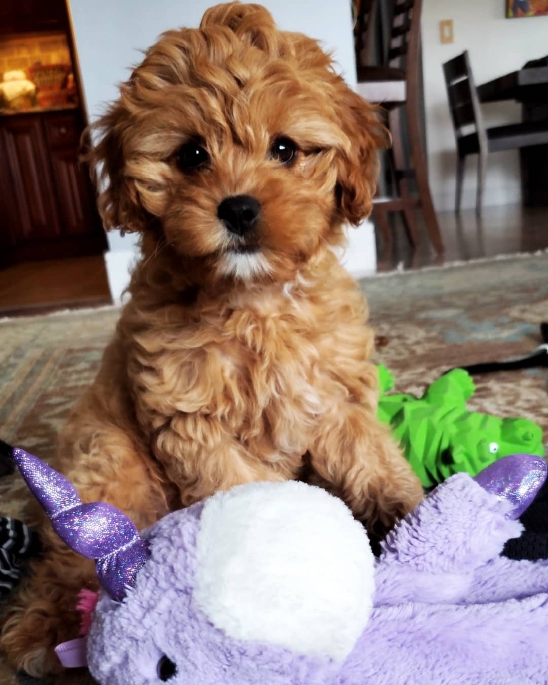 Cavapoo Puppies For Sale Kingsessing Avenue