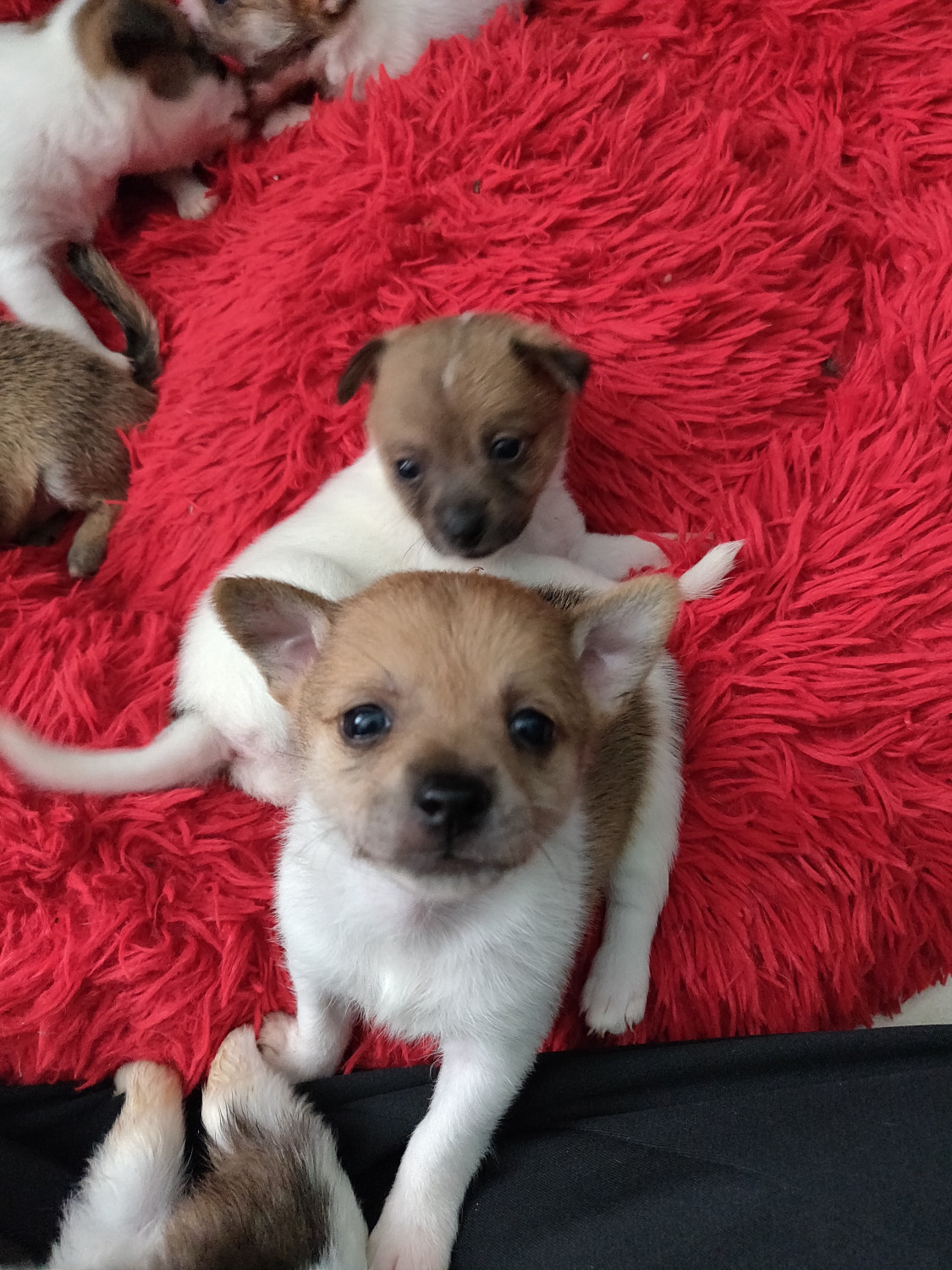 Chiapom Puppies For Sale Naples, FL 285777 Petzlover