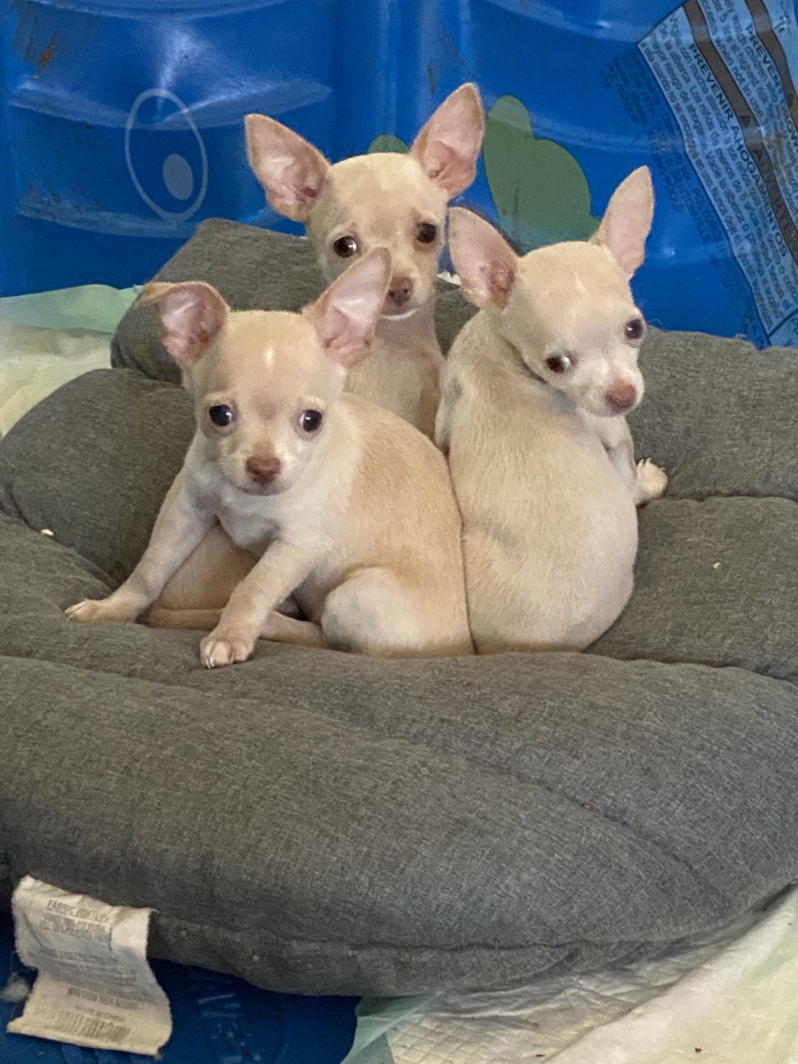 Chihuahua Puppies For Sale Milwaukee, WI 398885