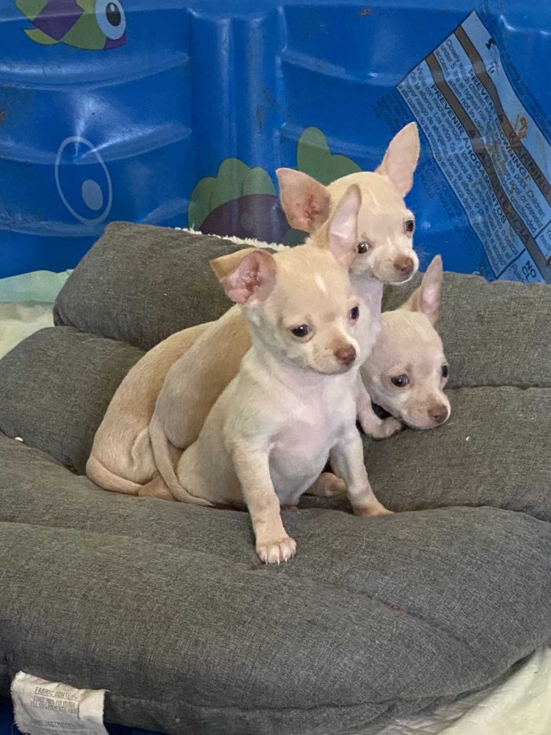 Chihuahua Puppies For Sale Milwaukee, WI 398974