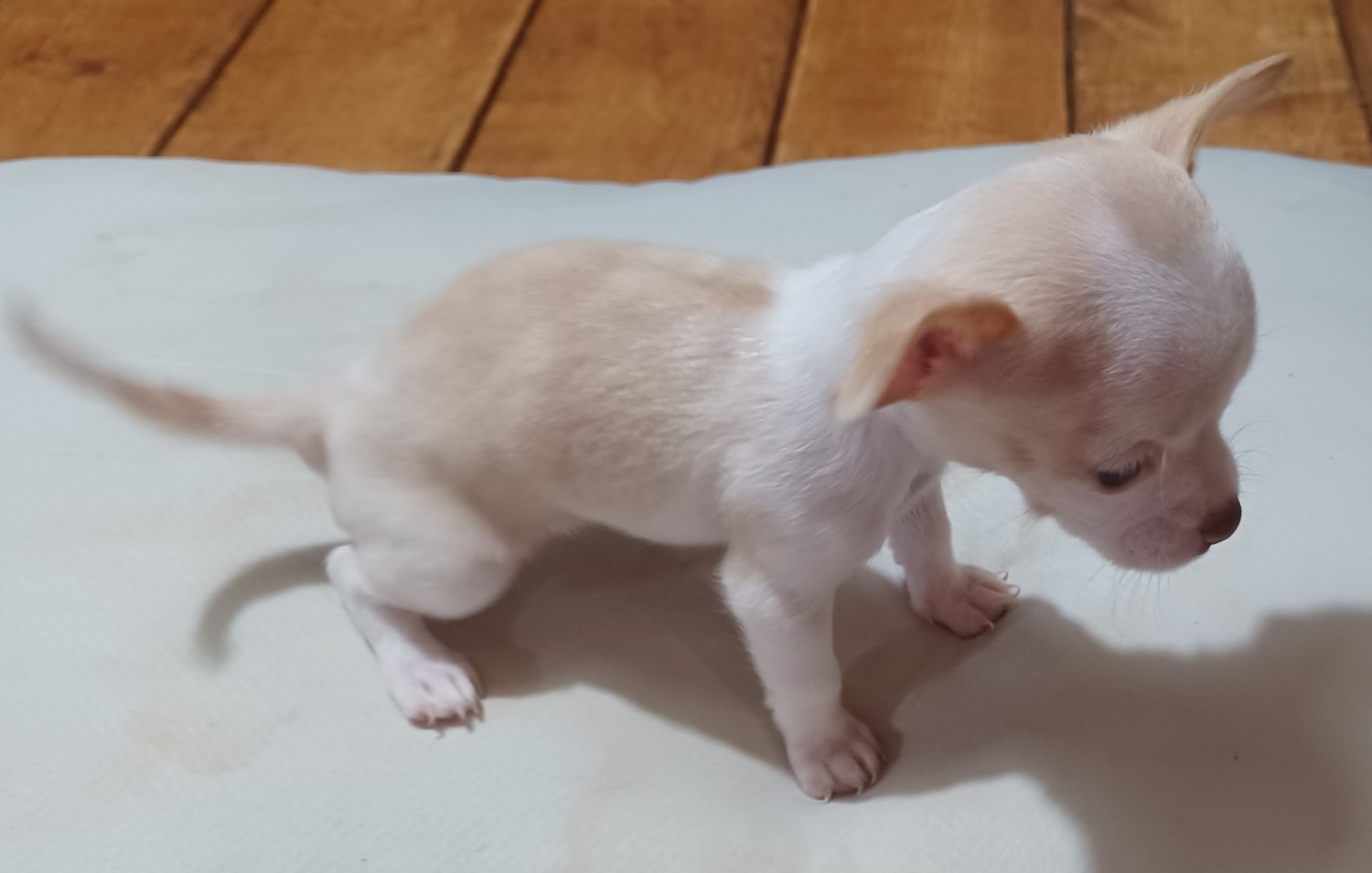 Chihuahua Puppies For Sale North Carolina, HIDDENITE 422568