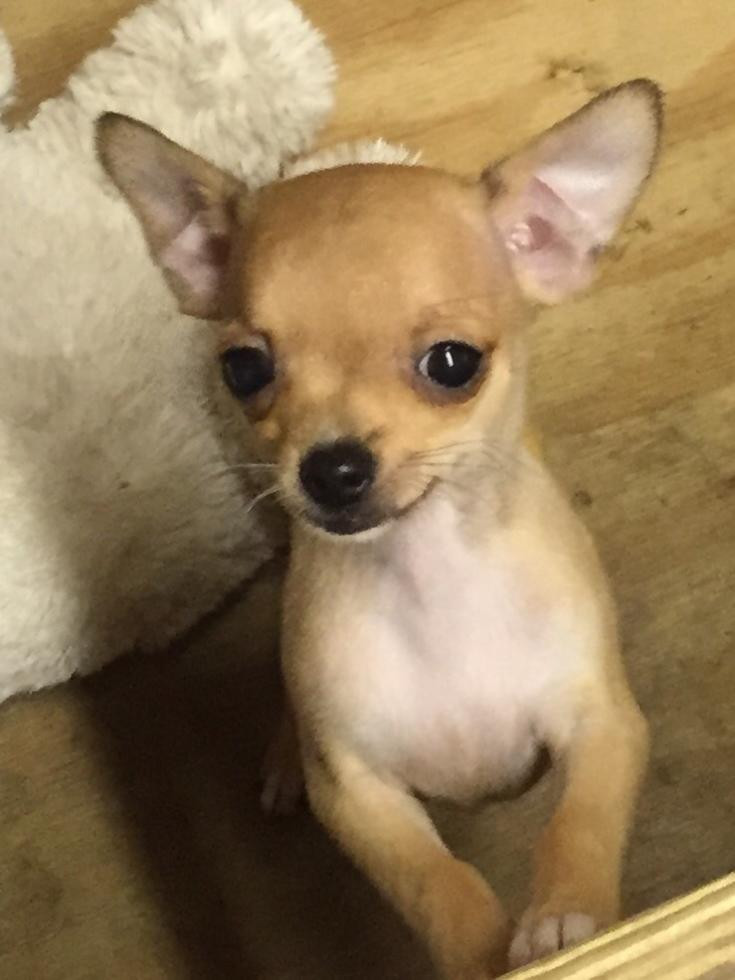 Chihuahua Puppies For Sale Kingston, TN 80953 Petzlover