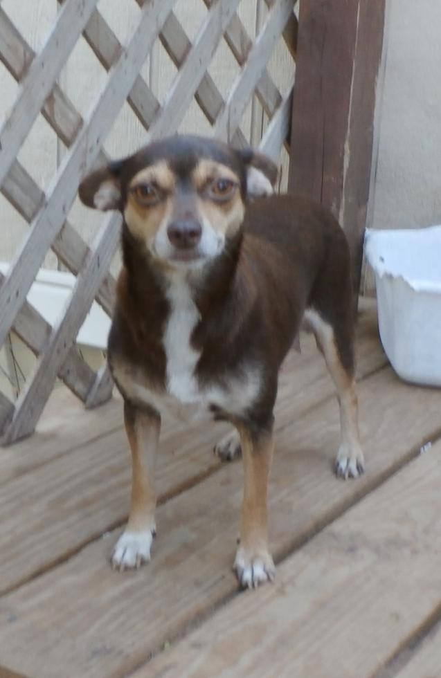 Chihuahua Puppies For Sale San Antonio, TX 83130