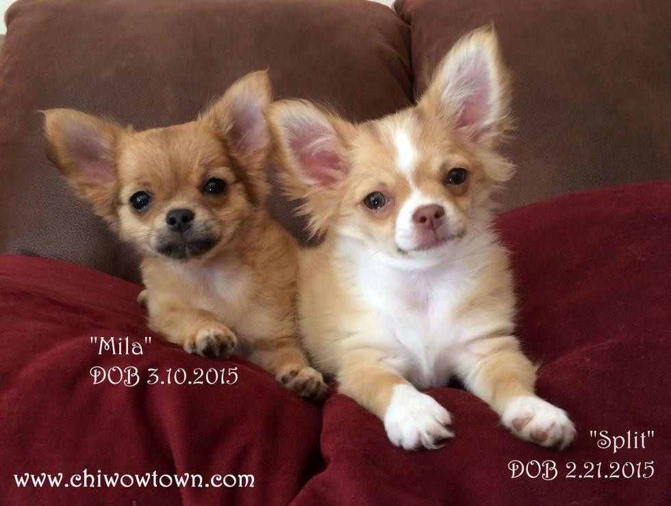 Chihuahua Puppies For Sale Buffalo, NY 83757 Petzlover