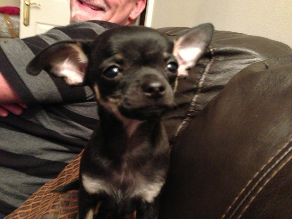 Chihuahua Puppies For Sale Denver, CO 91382 Petzlover