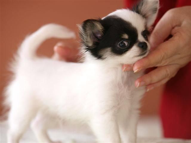 Chihuahua Puppies For Sale Salt Lake City, UT 94495