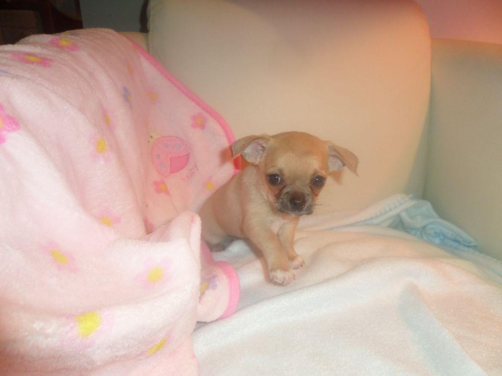 Chihuahua Puppies For Sale Des Moines, IA 96537