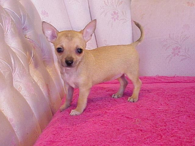 Chihuahua Puppies For Sale Pittsburgh, PA 102535