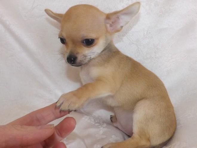 Chihuahua Puppies For Sale Atlanta, GA 103010 Petzlover
