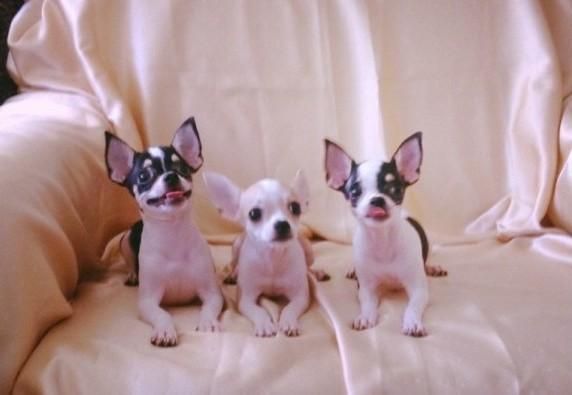 Chihuahua Puppies For Sale Houston, TX 104779 Petzlover