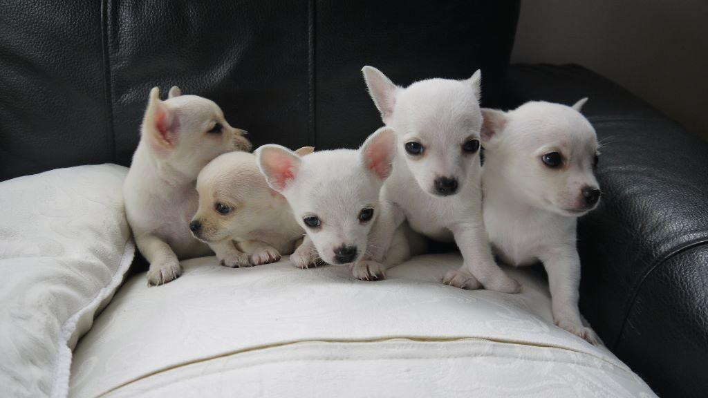 Chihuahua Puppies For Sale Fort Worth, TX 105163