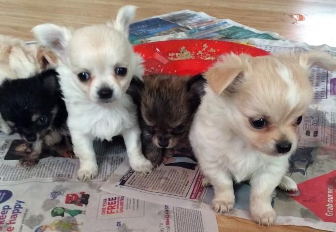 Chihuahua Puppies For Sale Honolulu, HI 106864