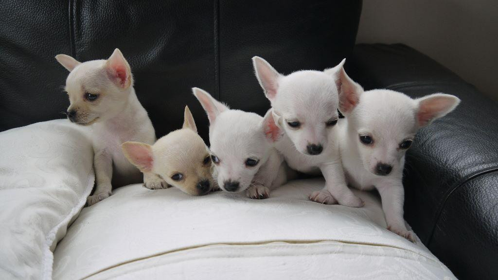 white teacup chihuahua for sale