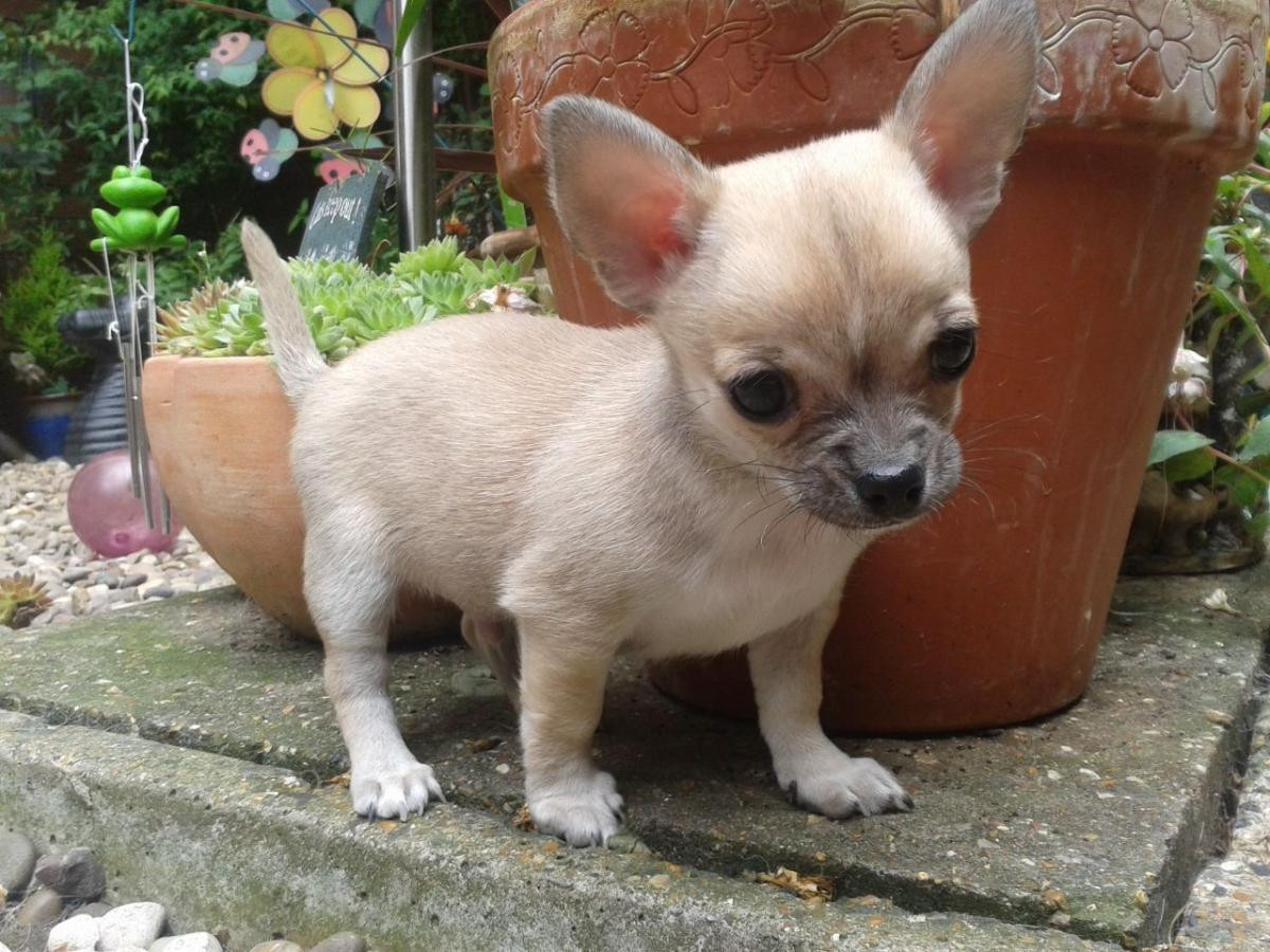 Chihuahua Puppies For Sale Bakersfield, CA 120798