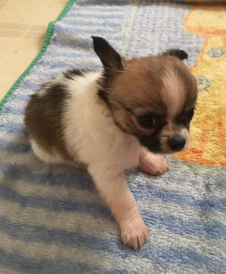 Chihuahua Puppies For Sale Jersey City, NJ 129367