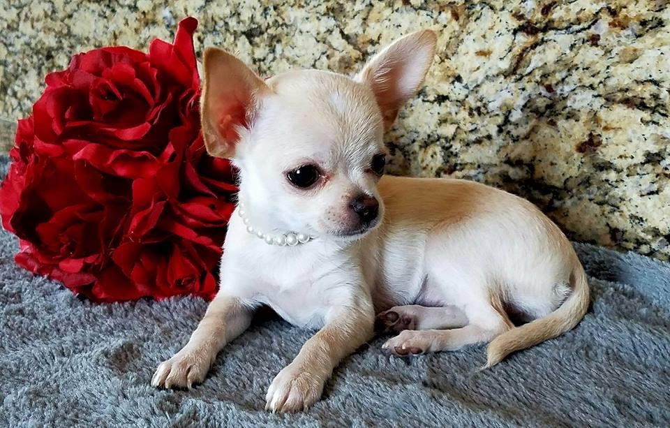 Chihuahua Puppies For Sale Surprise, AZ 147359