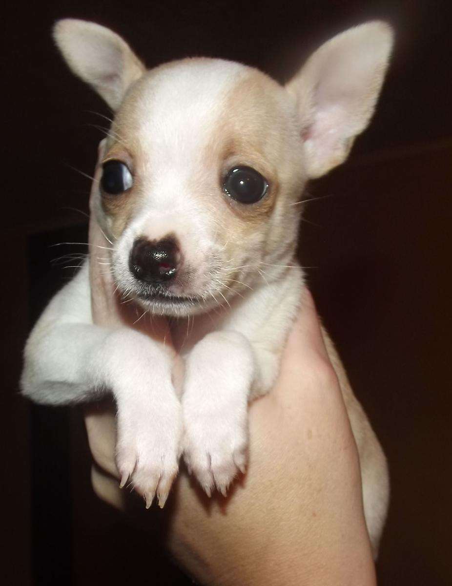 Chihuahua Puppies For Sale | Columbus, OH #148029
