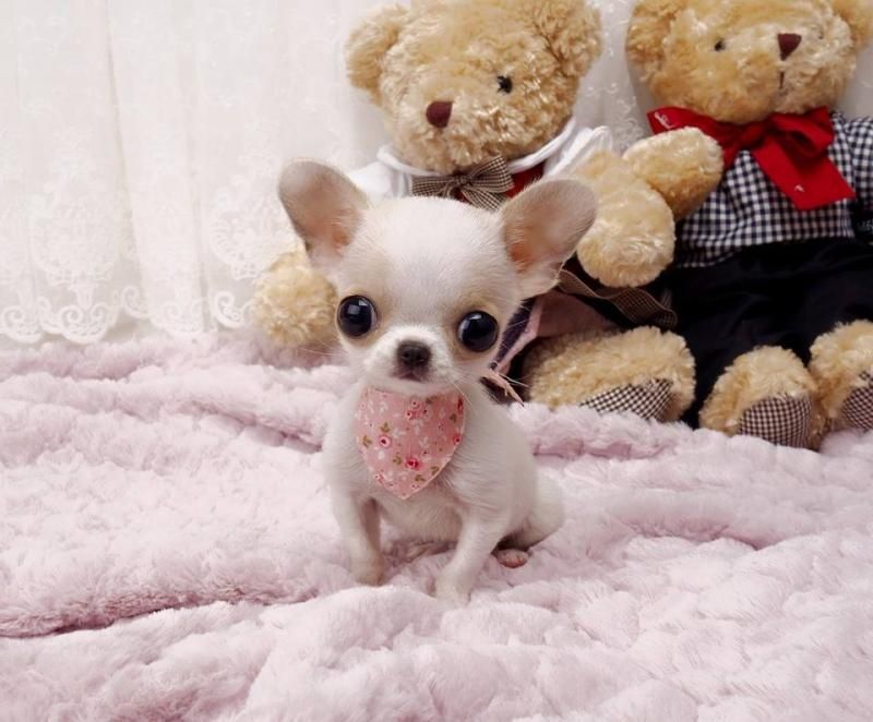 Chihuahua Puppies For Sale Rochester, NY 151888