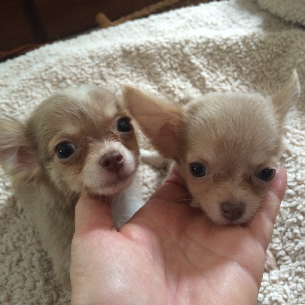 Chihuahua Puppies For Sale Saint Joseph, MO 158918