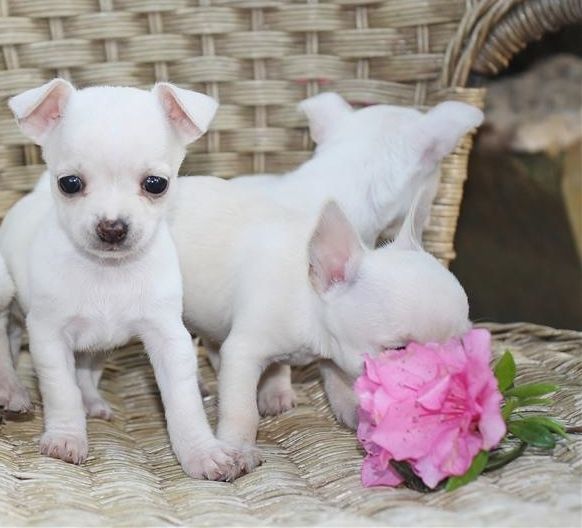 "Chihuahua" Puppies For Sale Akeley, MN 160686 Petzlover
