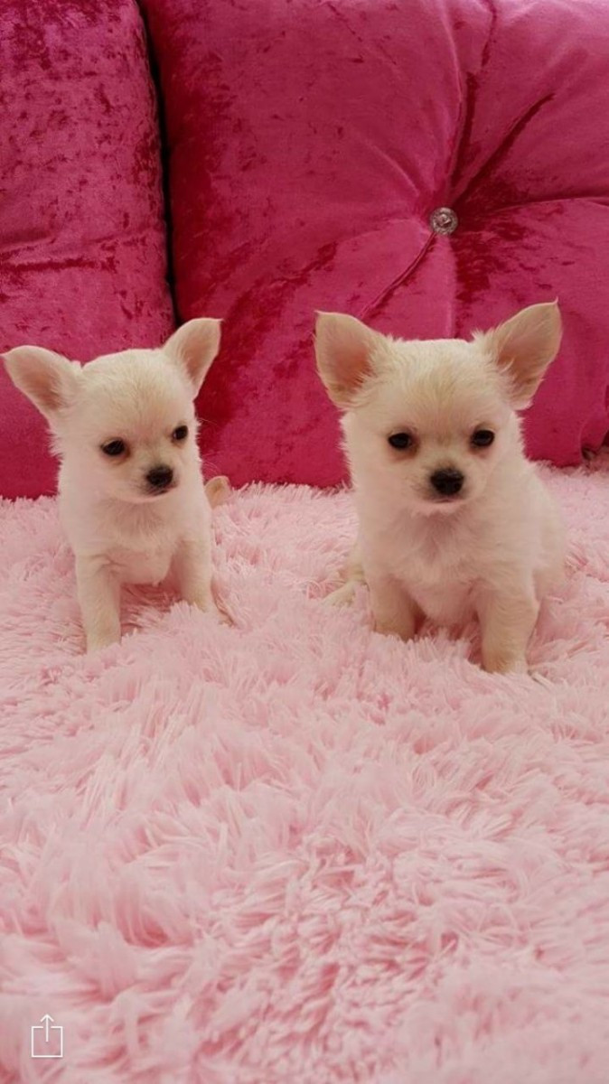 Chihuahua Puppies For Sale Loveland, CO 167142