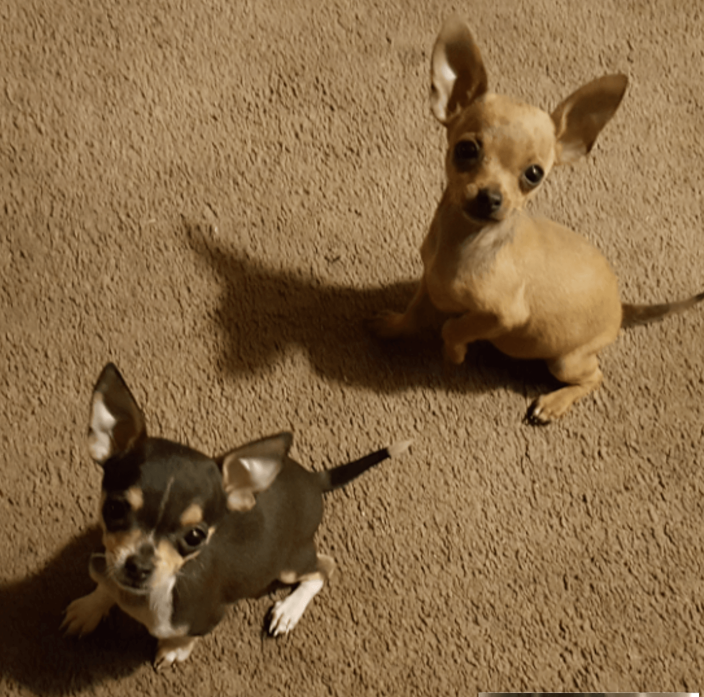 Chihuahua Puppies For Sale San Diego, CA 172847