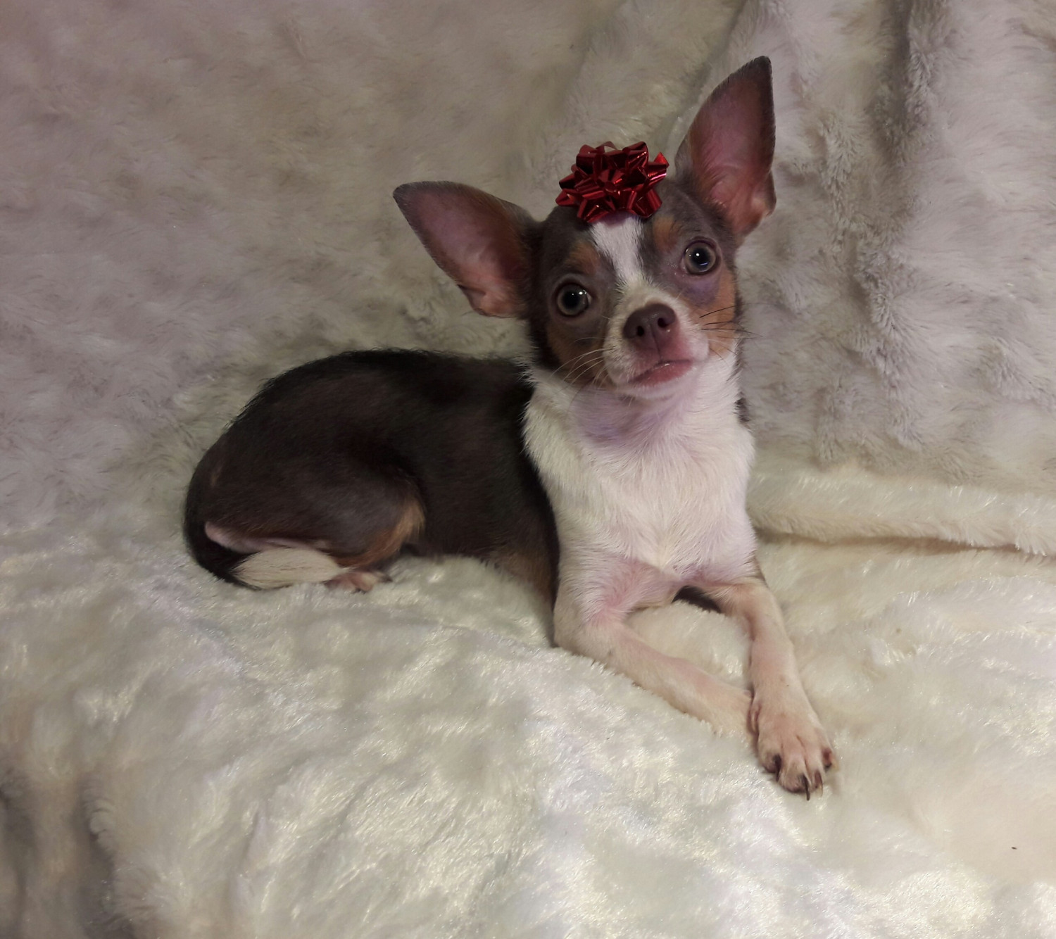 Chihuahua Puppies For Sale Naples, FL 175201 Petzlover