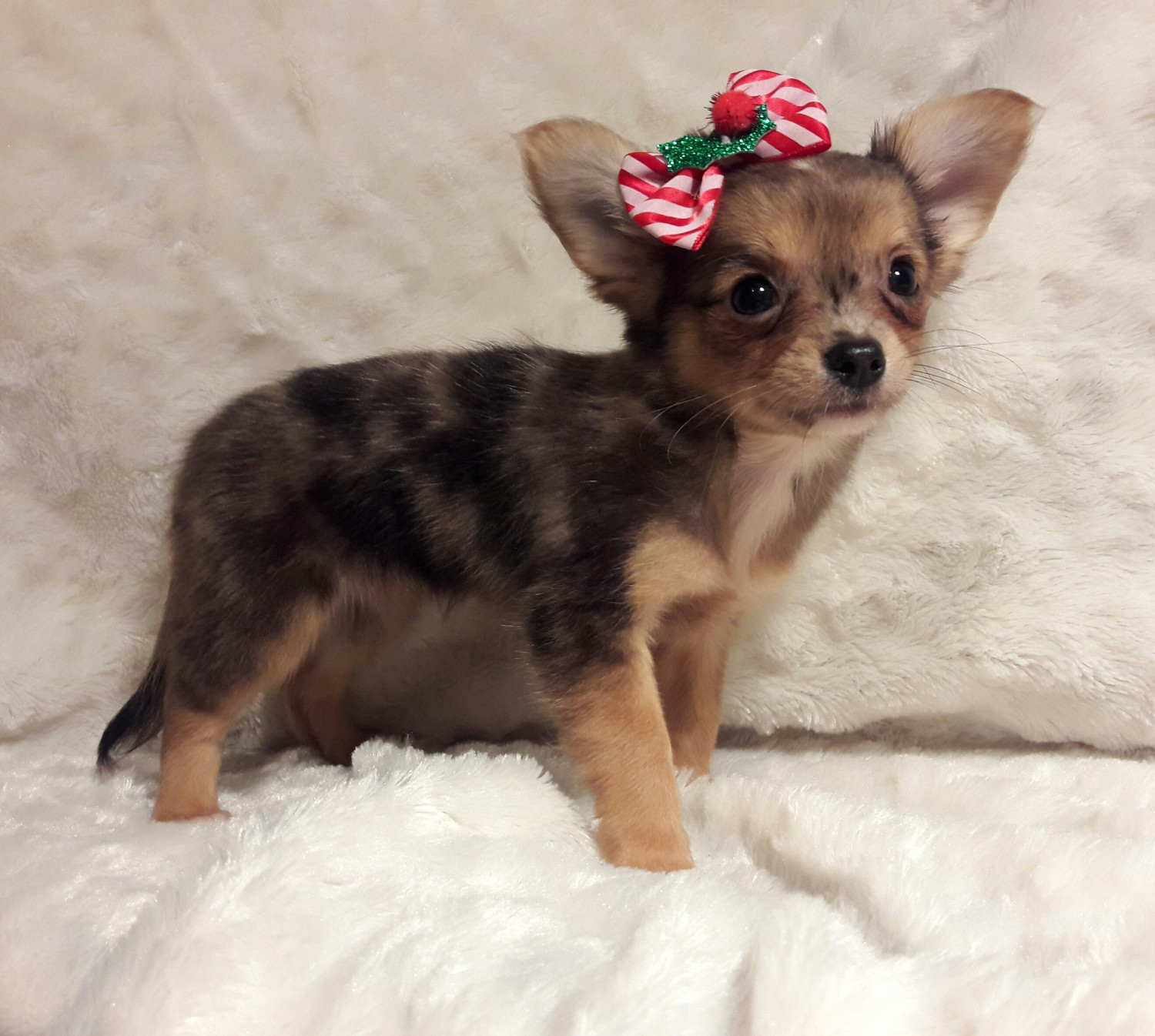 Chihuahua Puppies For Sale Naples, FL 175204 Petzlover